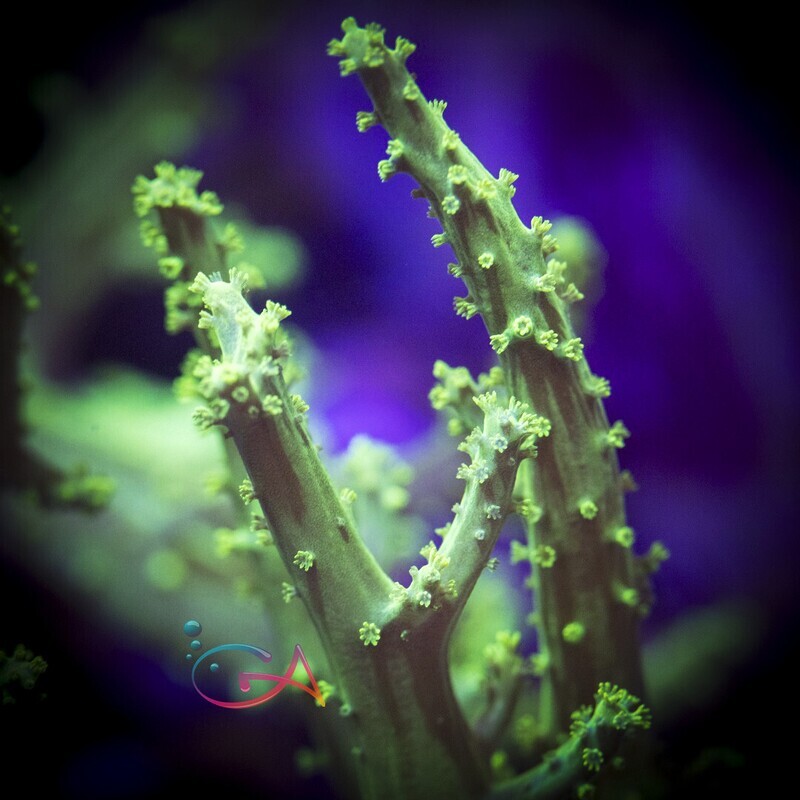Coral - Frag - Leather - Nephthea - Neon Green