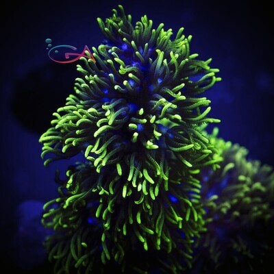 Coral - Frag - Polyp - Green Star BRANCHING