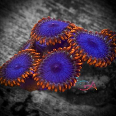 Coral - Frag - Zoa - Florida Gator RAS