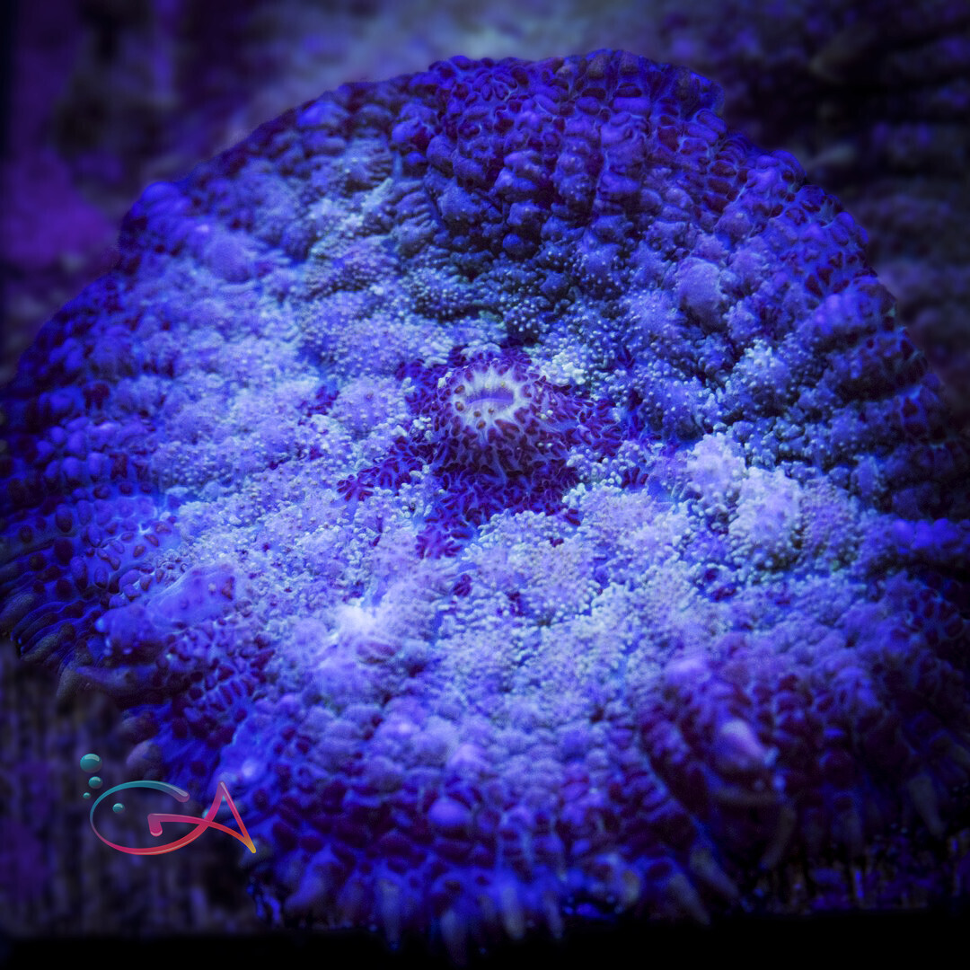 Coral - Frag - Mushroom Rhodactis - Dilly Dally