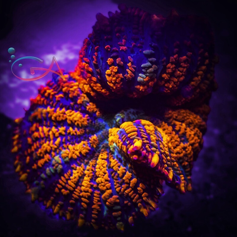 Coral - Frag - Mushroom Rhodactis - Loopy Lava GA