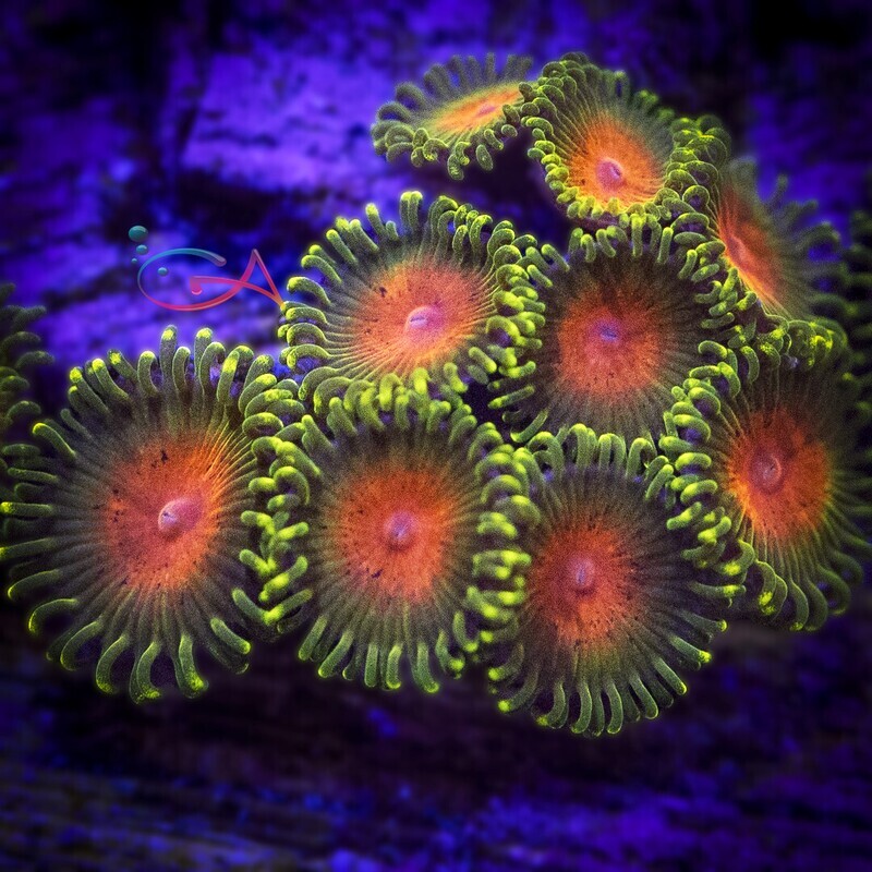 Coral - Frag - Zoa Awesome Blossom