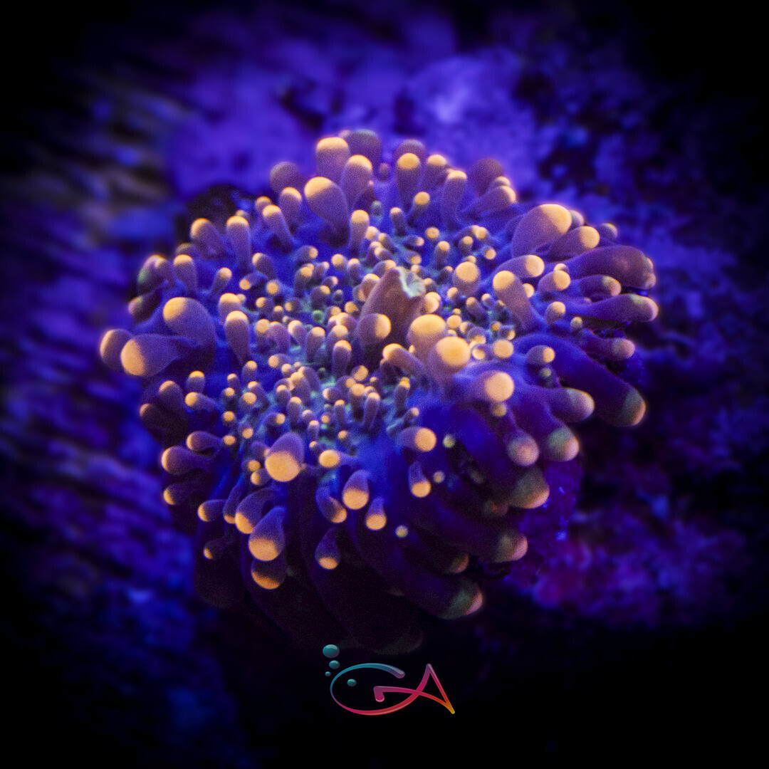 Coral - Frag -  Mushroom Ricordia - Hot Orange