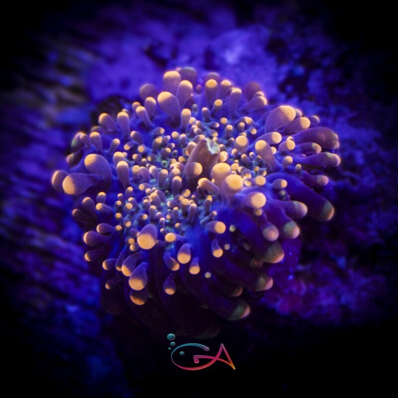 Coral - Frag -  Mushroom Ricordia - Hot Orange