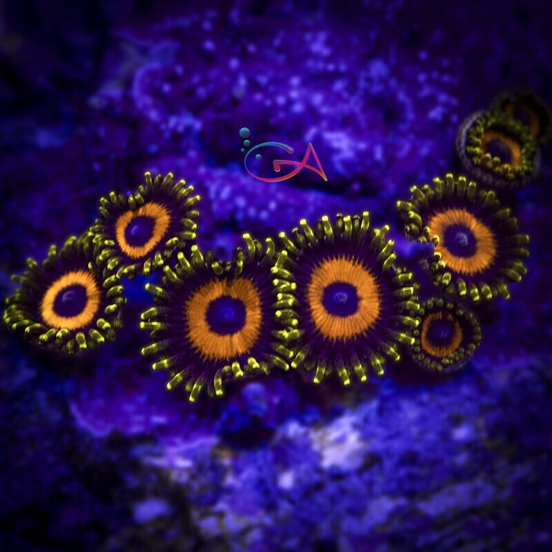 Coral - Frag - Zoa - Jungle Juice