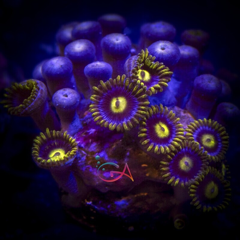 Coral - Frag - Zoa Frozen Hornet