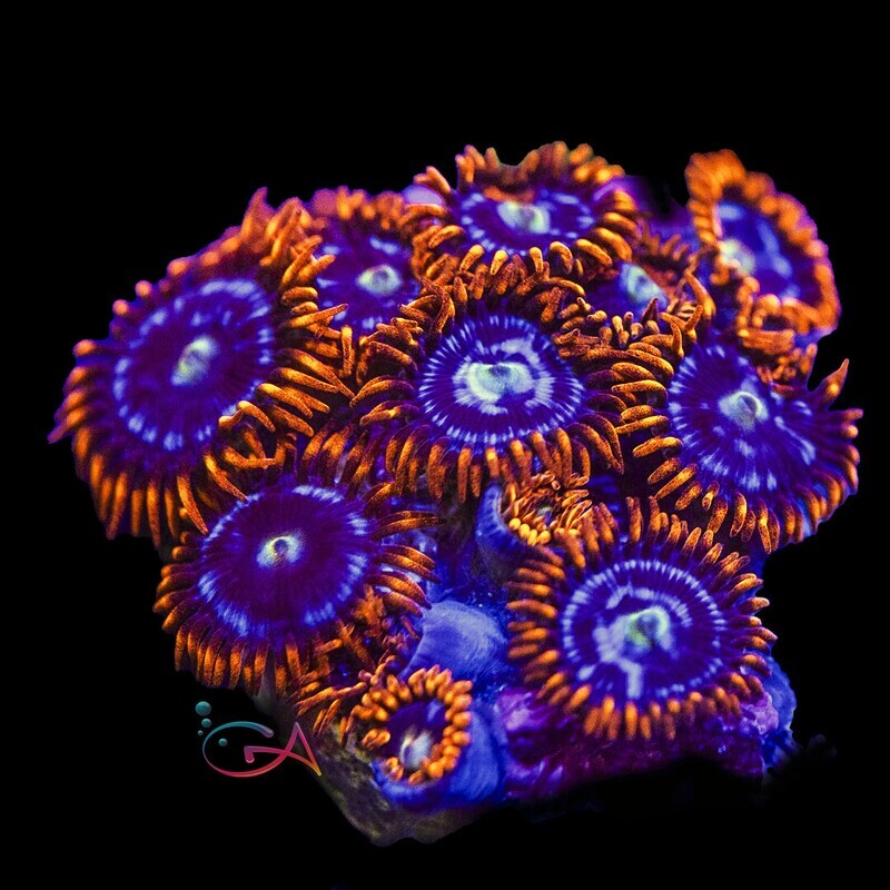 Coral - Frag - Zoa - Fire & Ice
