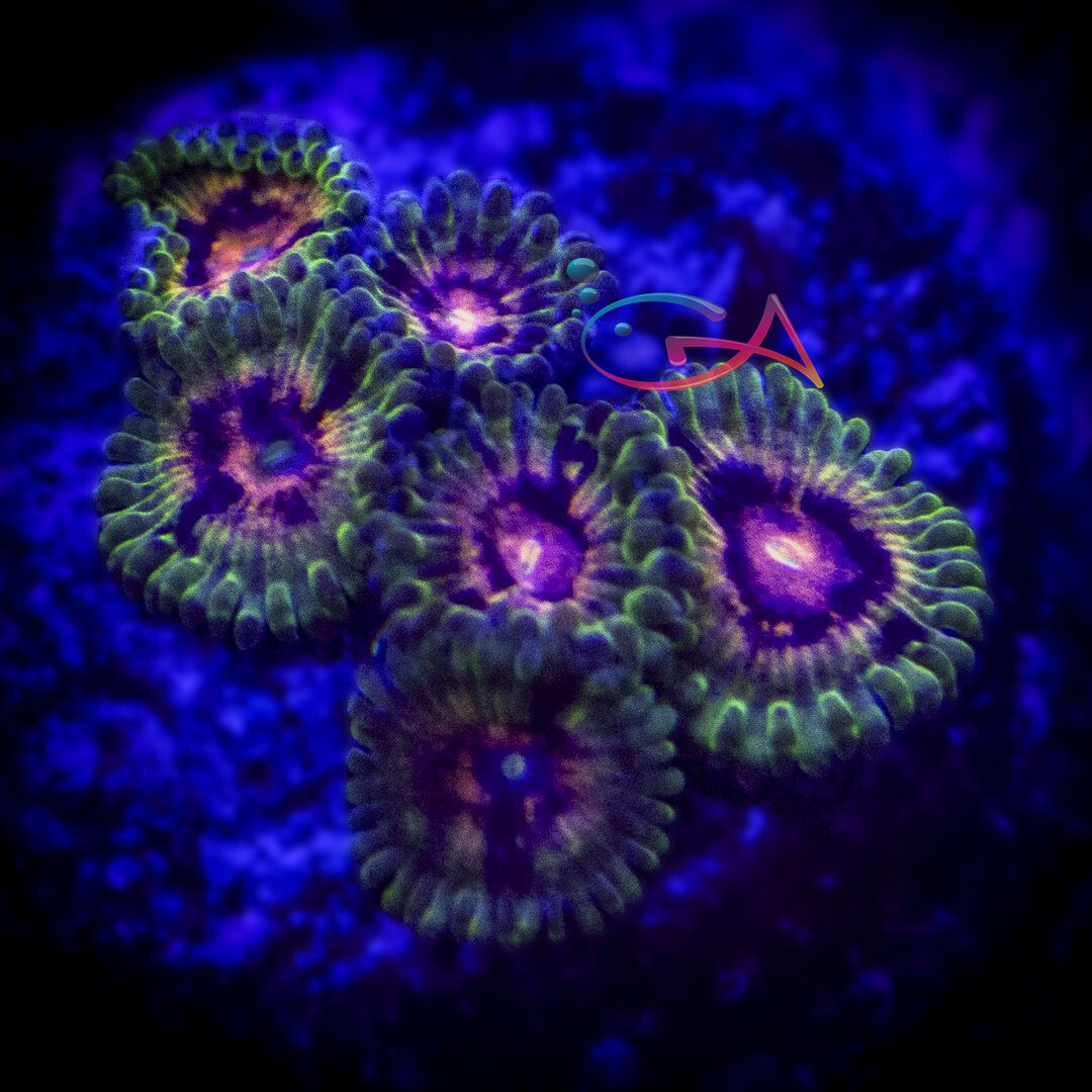 Coral - Frag - Zoa - Space Chaos Big R