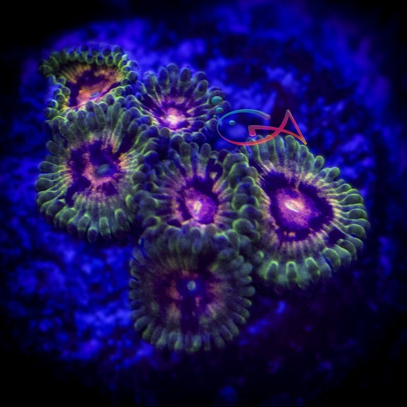 Coral - Frag - Zoa - Space Chaos Big R
