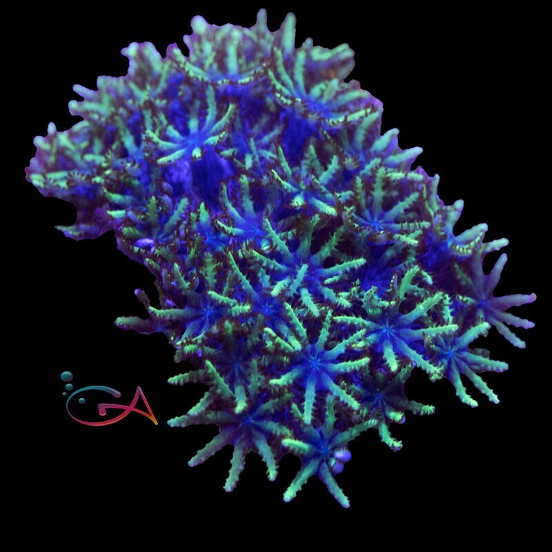 Coral - Frag - Sympodium Blue