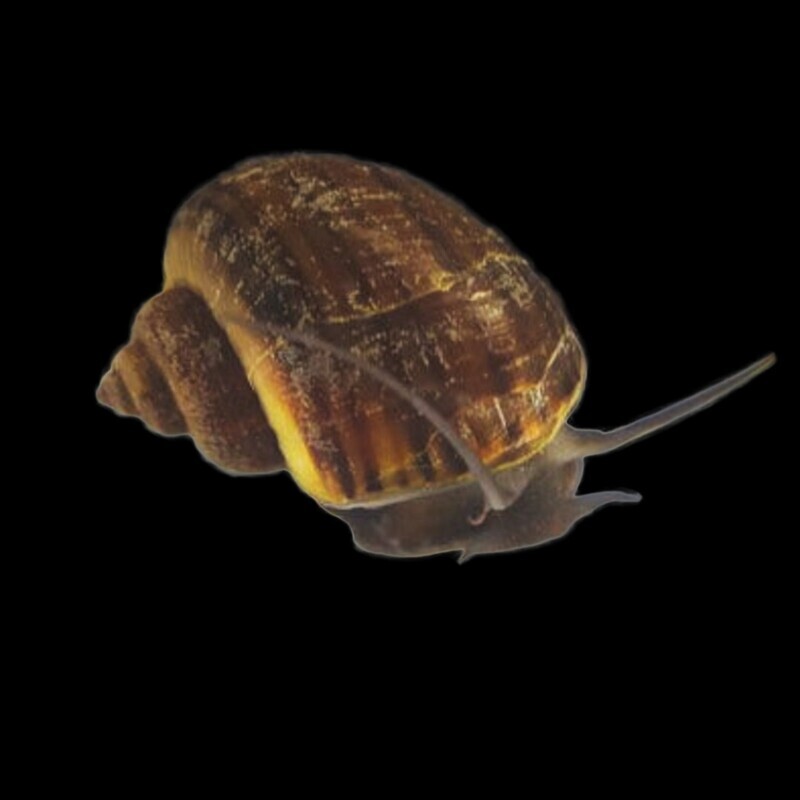 Snail - Black Mystery