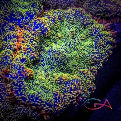 Soft Coral