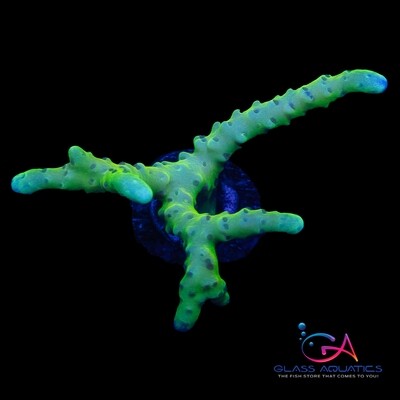 Anacropora