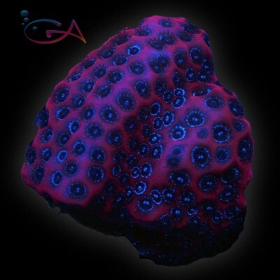 Porites