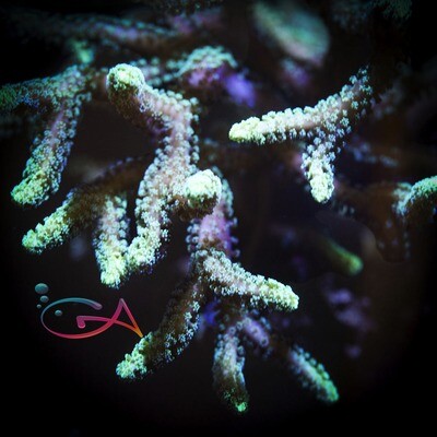 Seriatopora