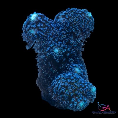 Stylophora