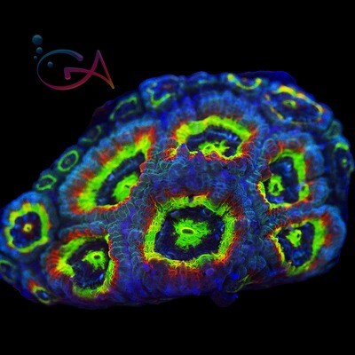 Acan