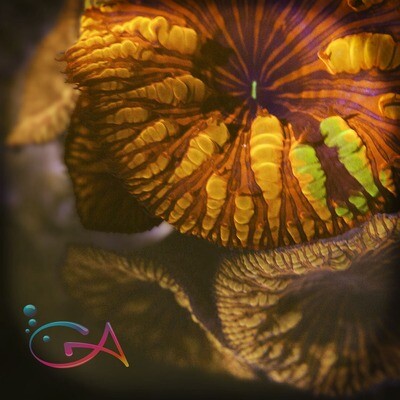 Blastomussa