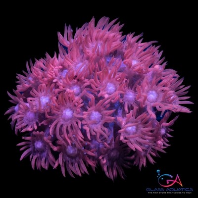 Goniopora