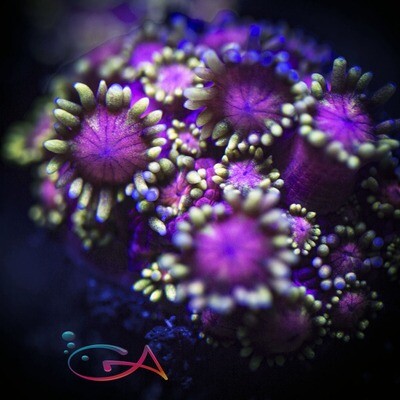 Goniopora