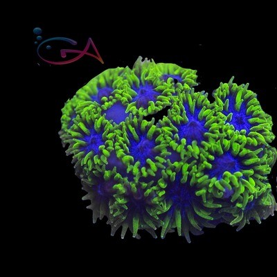 Leptastrea