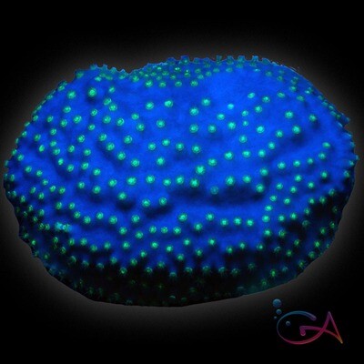 Scroll Coral