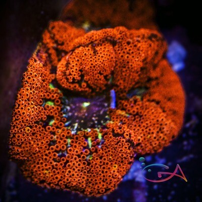 Anemone