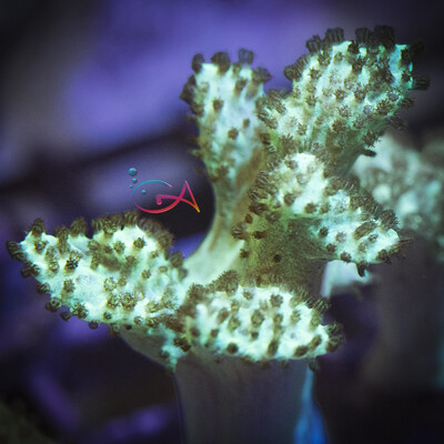 Lobophytum