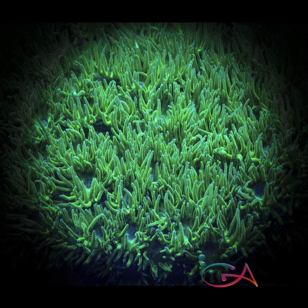 Coral - Frag - Turbinaria - Pagoda - Lazy Money GA