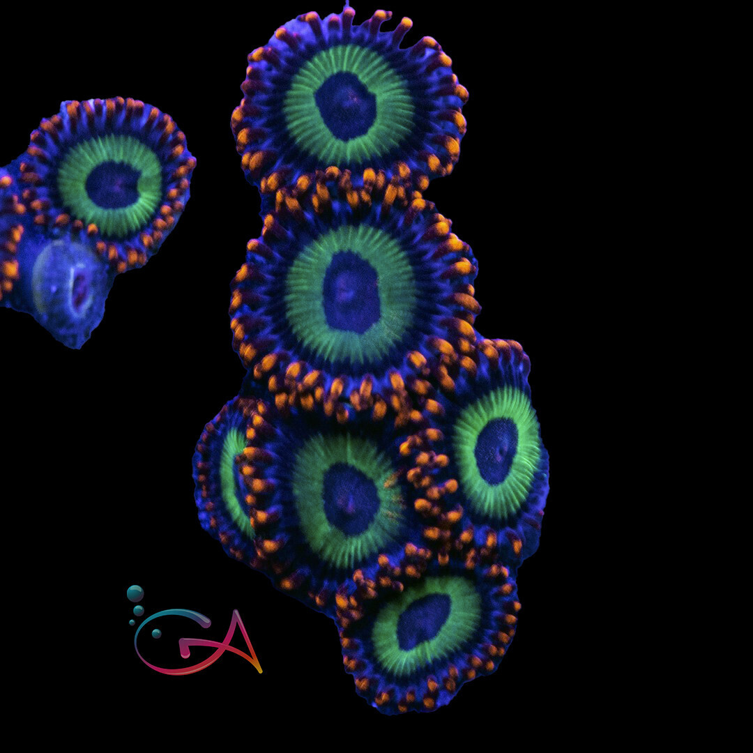 Coral - Frag - Zoa - Emeralds on Fire