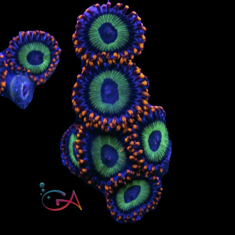 Coral - Frag - Zoa - Emeralds on Fire