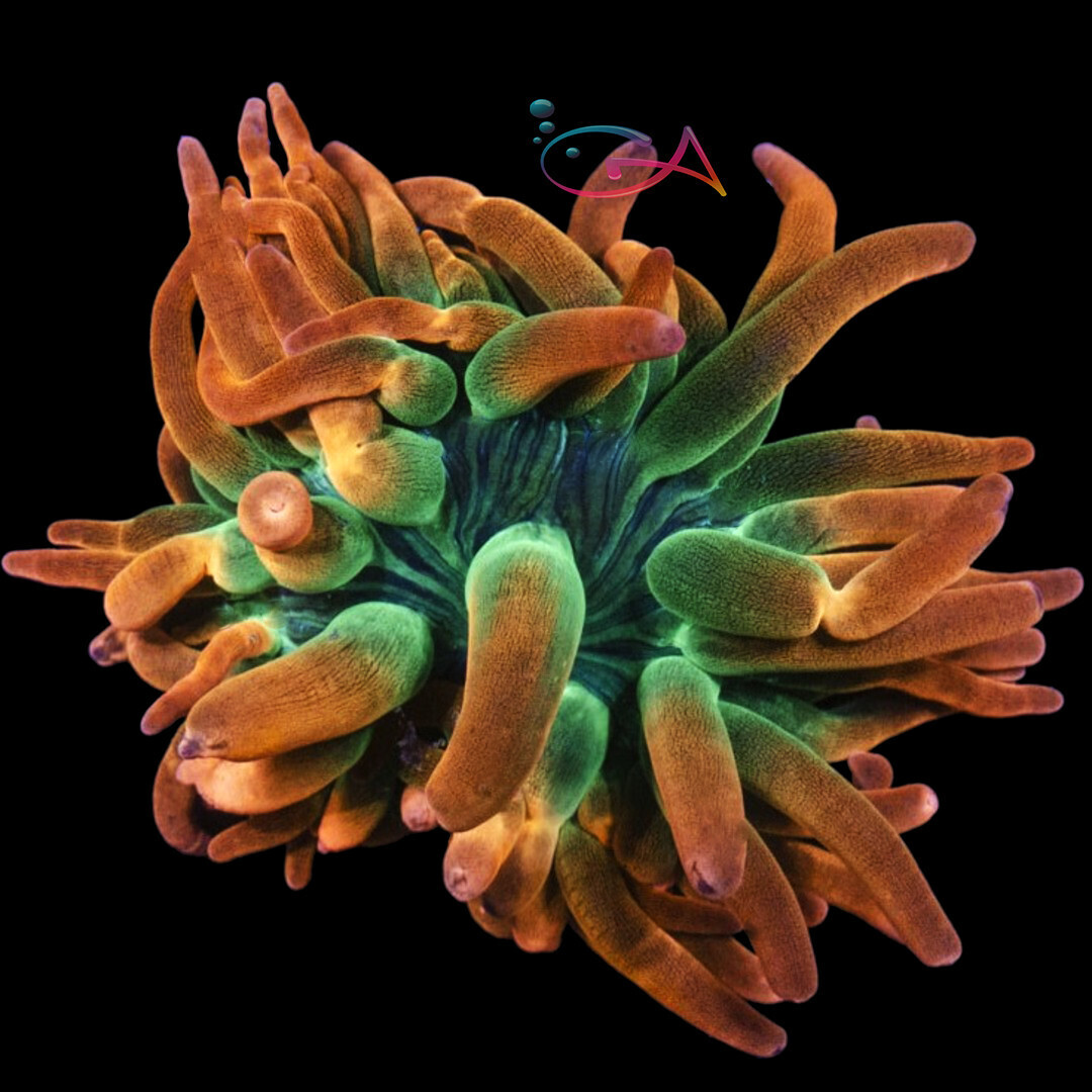 Anenome - Rose Bubble
