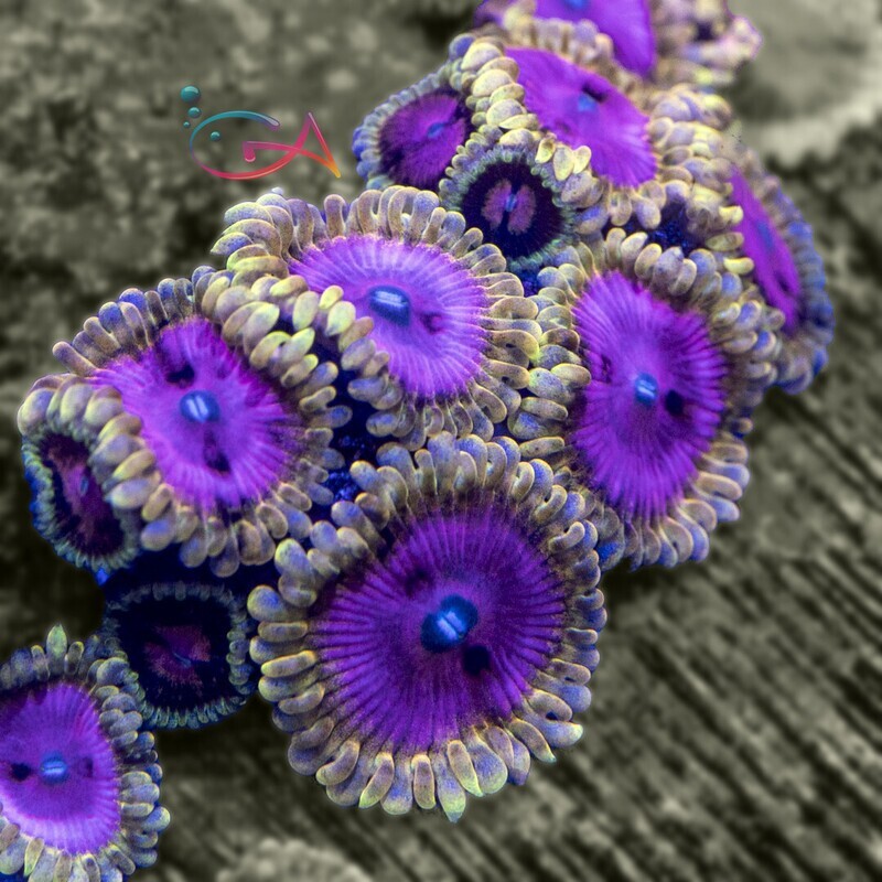 Coral - Frag - Zoa - Pink Diamond