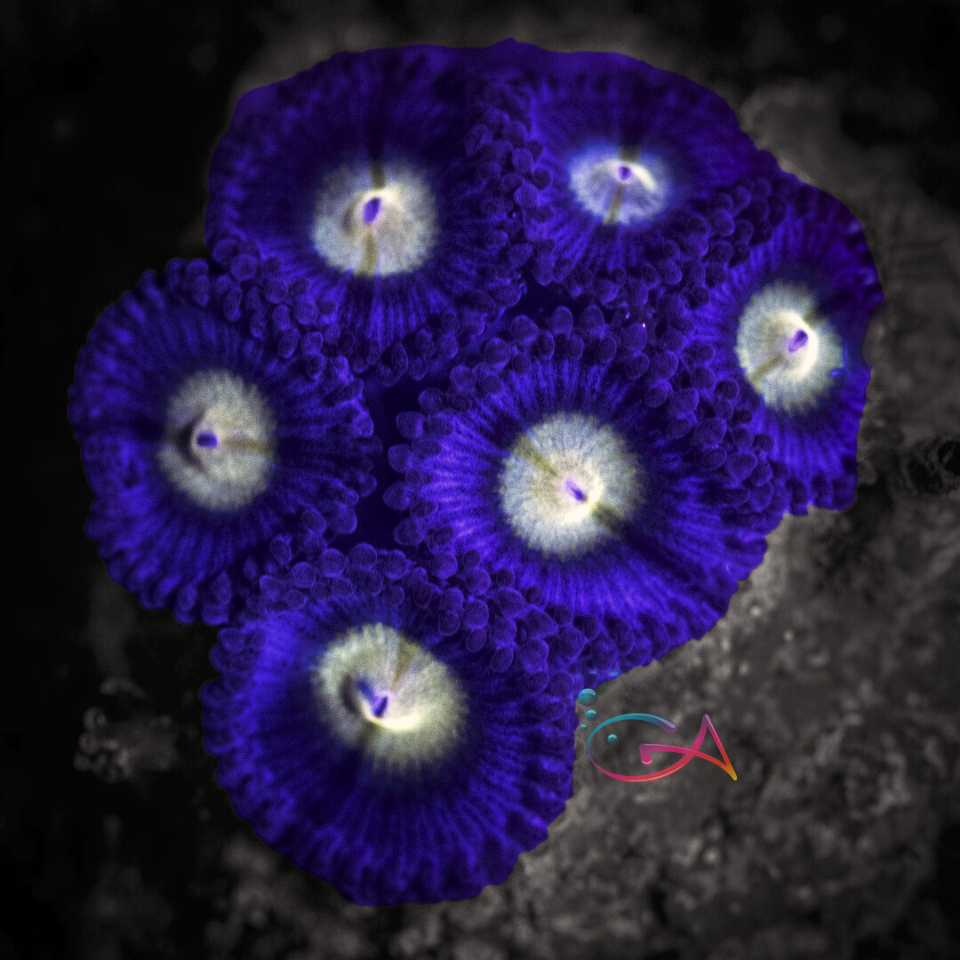 Coral - Frag - Zoa - AOI WWC, Size: (1-2 Polyps)