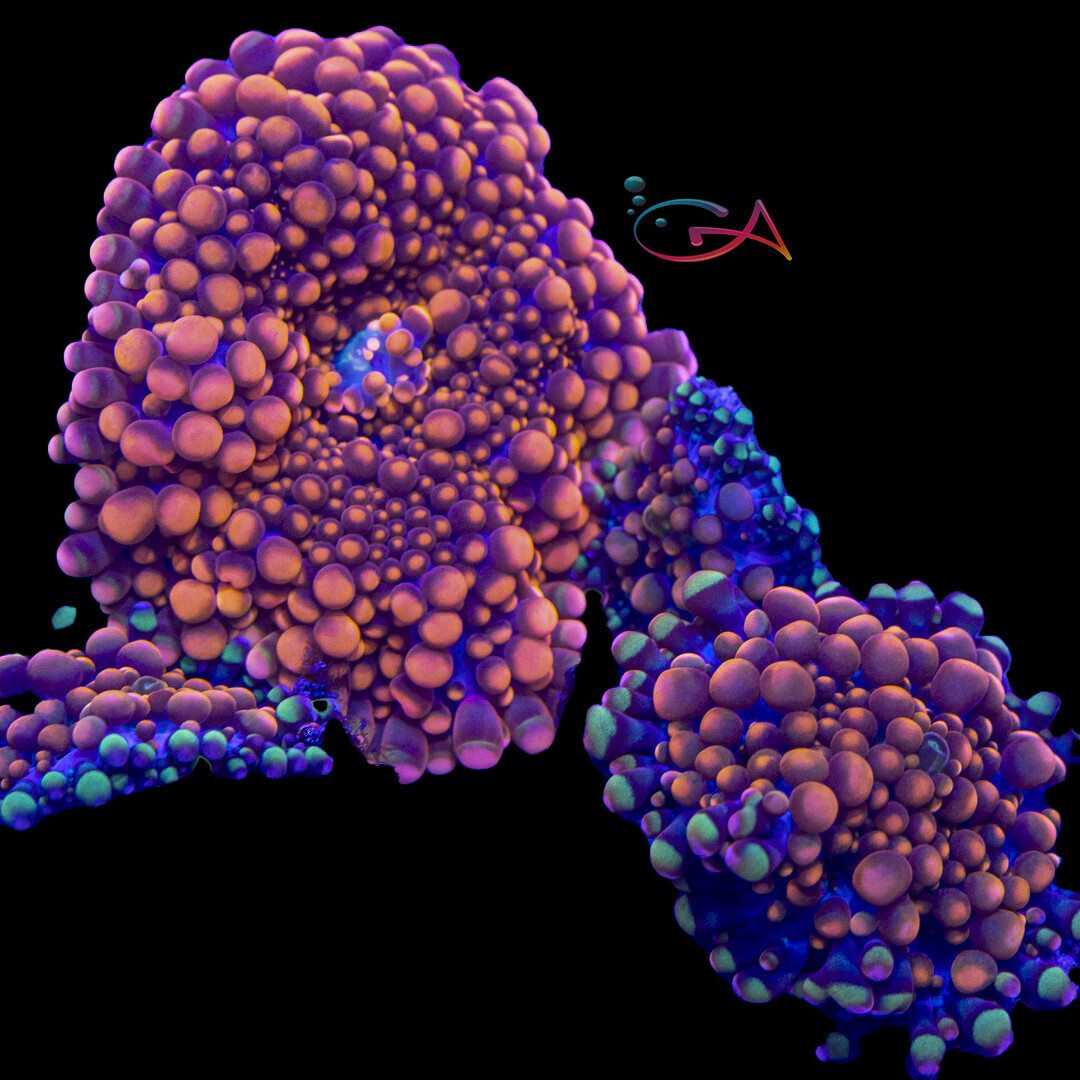 Coral - Frag - Mushroom Ricordia Yuma -  Orangalicious GA, Size: (.5"-.75")