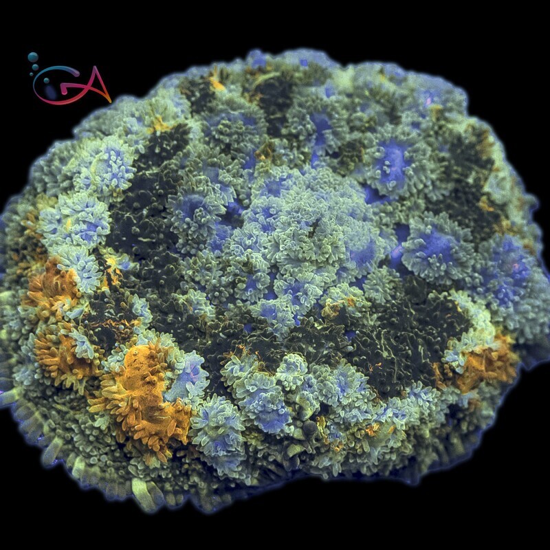 California Goldrush Mushroom Rhodactis Frag Coral Glass Aquatics