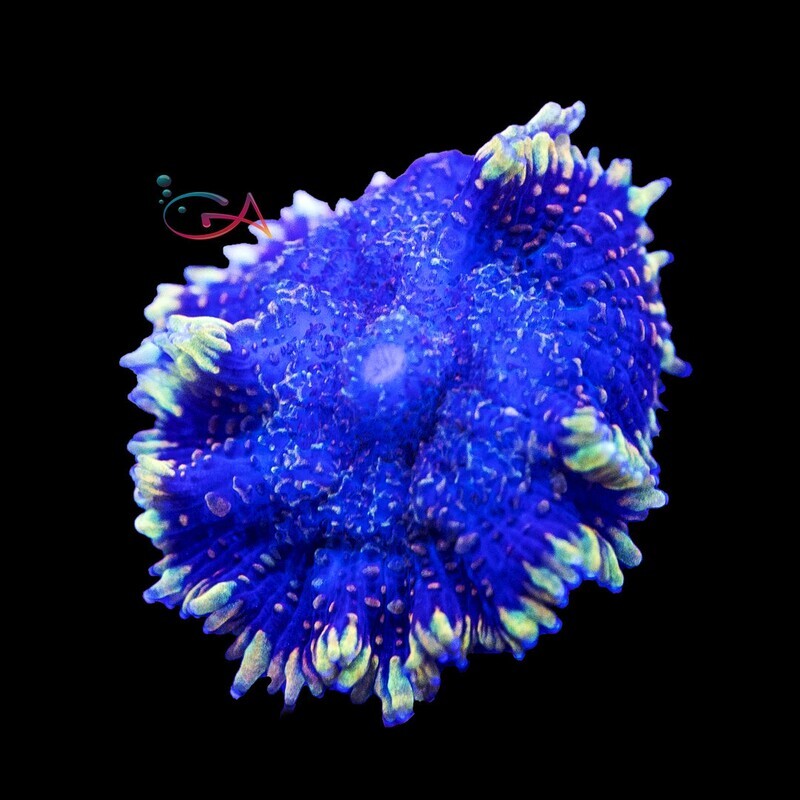 Coral - Frag - Mushroom - Rhodactis - Bozo's Nose NACL