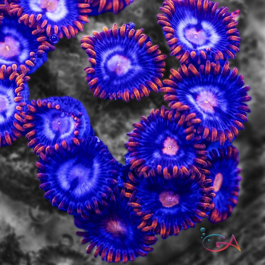 Coral - Frag - Zoa Snitch