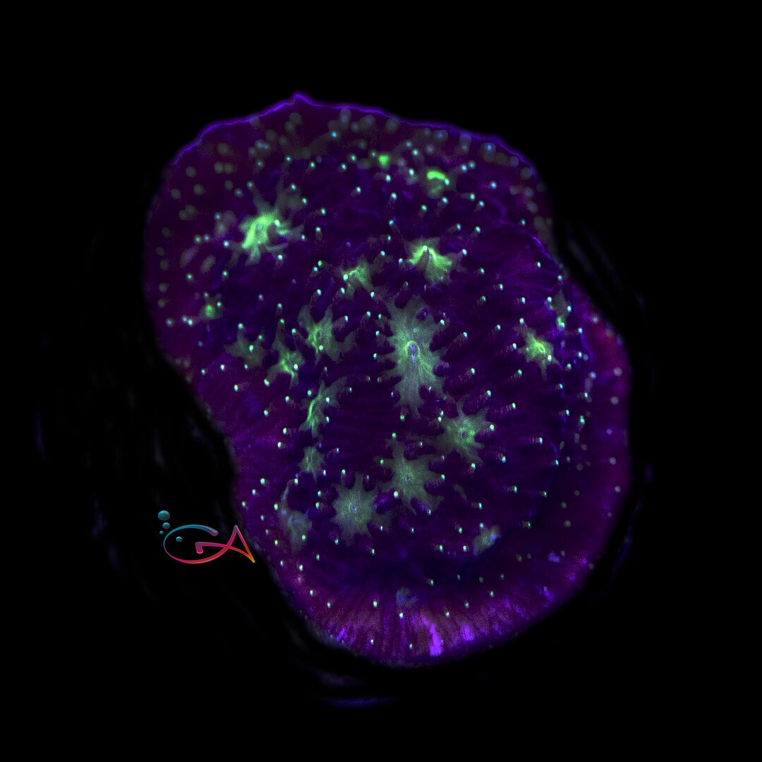 Coral - Frag - Lithophyllon - Fruit Punch, Size: (3/4" Plug)