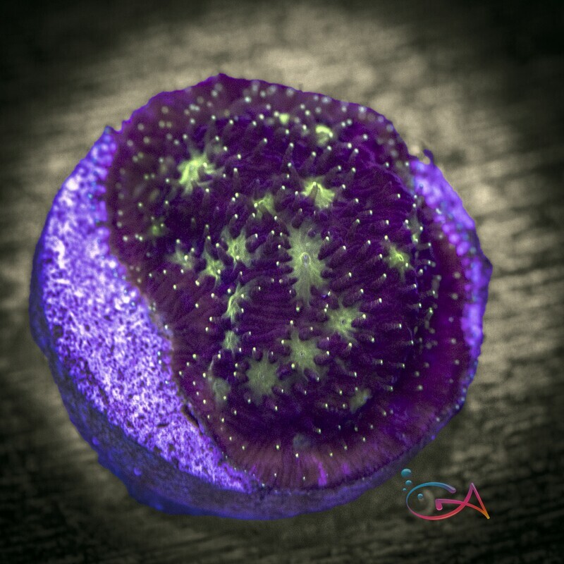 Coral - Frag - Lithophyllon - Fruit Punch