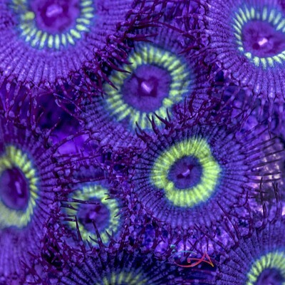 Coral - Frag - Palythoa - Mind Blowing