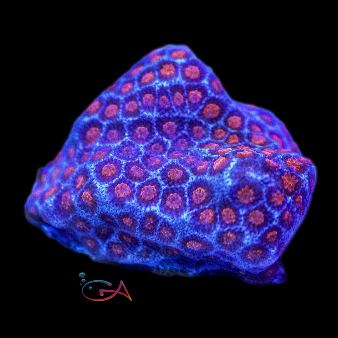 Coral - Frag - Porites Superman ECC