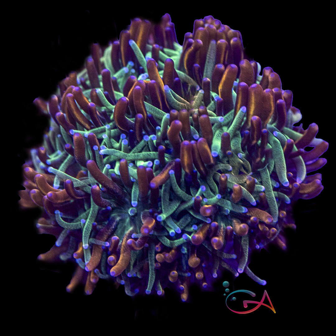 Coral - Frag - Galaxea - Sweet Nubbins GA