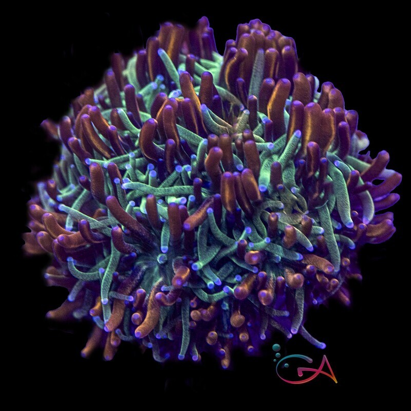 Coral - Frag - Galaxea - Sweet Nubbins GA