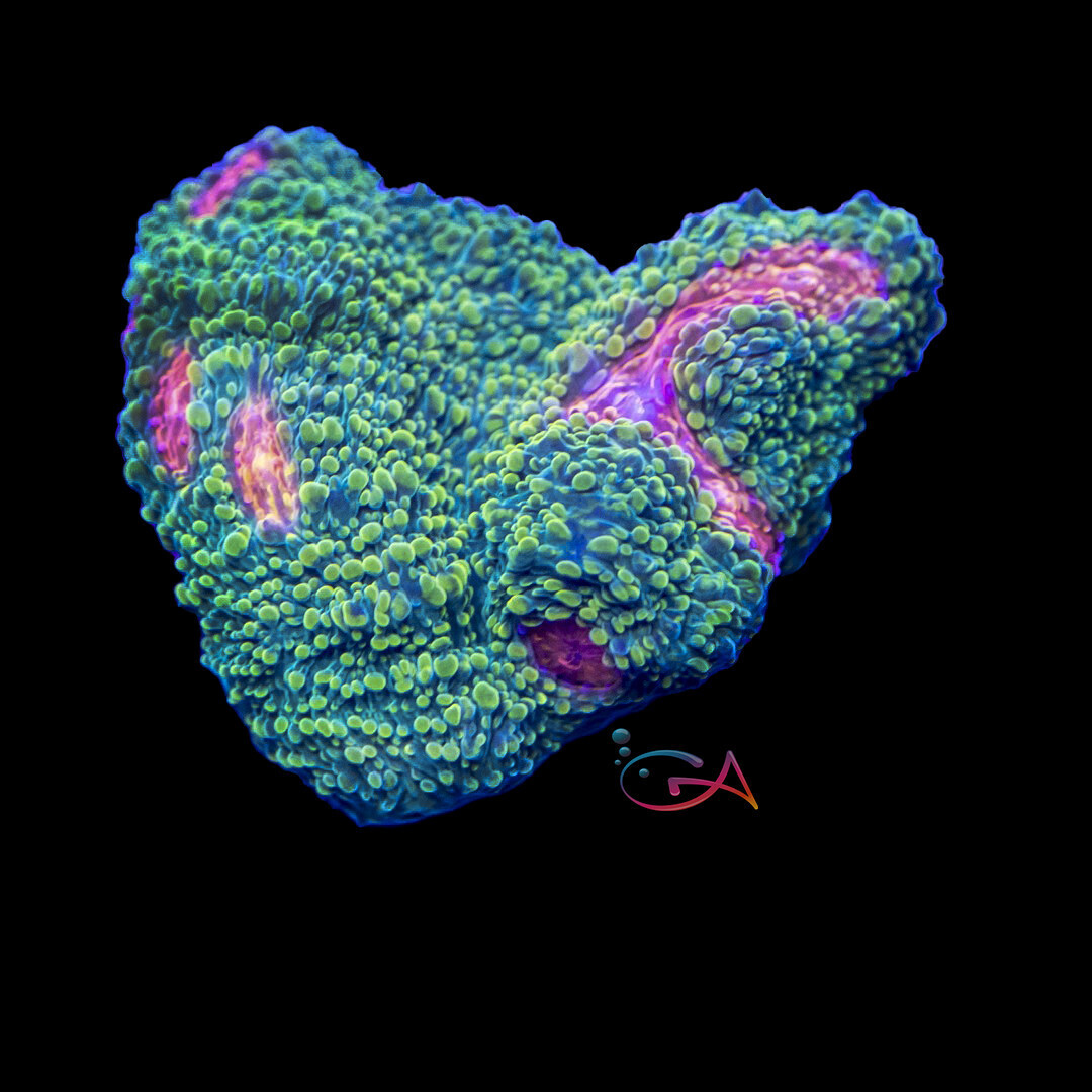 Coral - Frag - Chalice - Gumball Monster WWC, Size: (3/4" Plug)