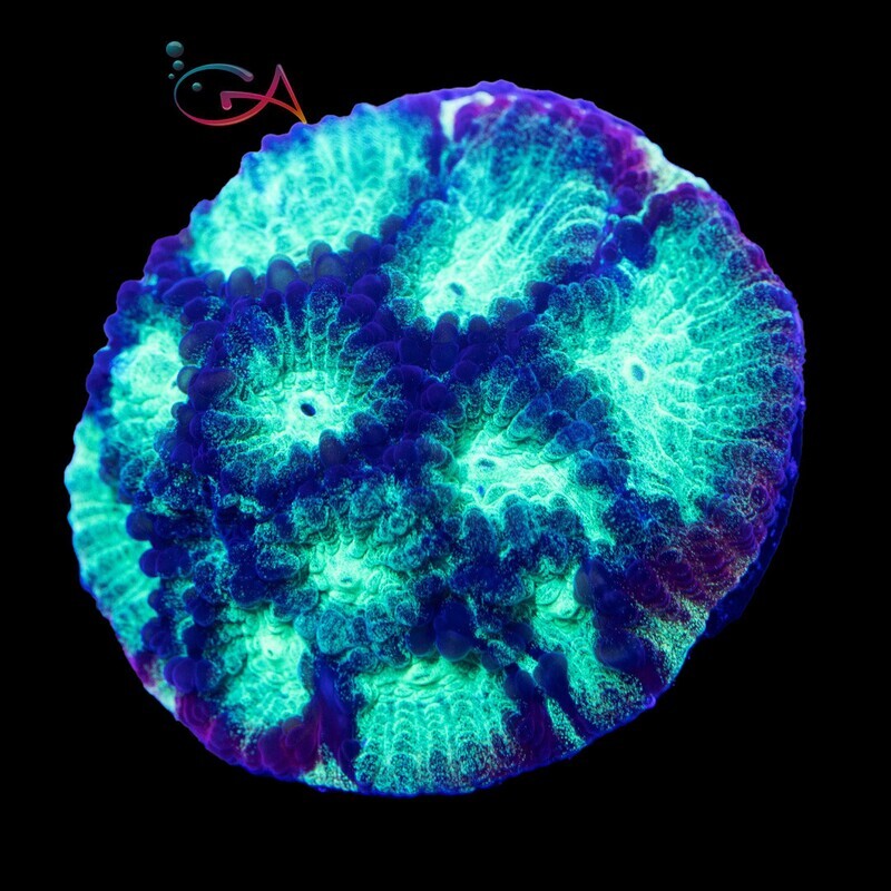 Coral - Frag - Favia Psycho Rainbow Rim JF