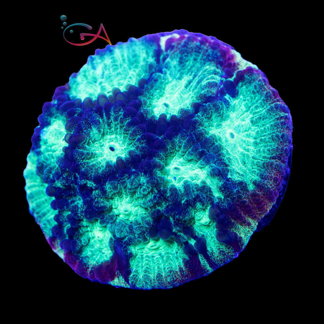 Coral - Frag - Favia Psycho Rainbow Rim JF, Size: (3/4"Plug)