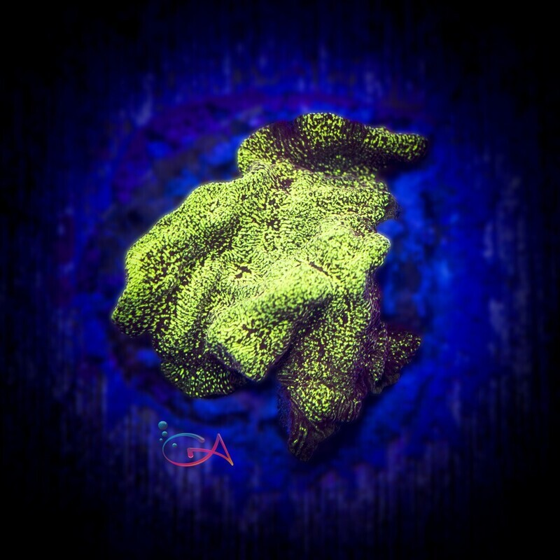 Coral - Frag - Leptoseris - Sun God BSA