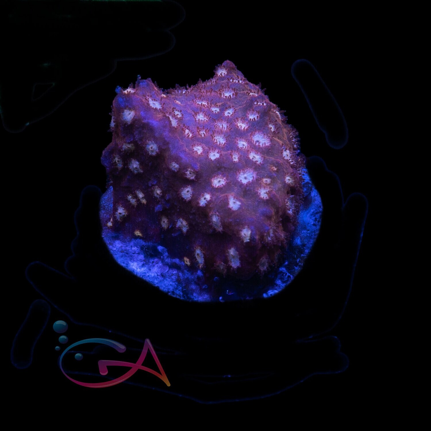 Coral - Frag - Cyphastrea - Fender Bender JF, Size: (3/4" Plug)