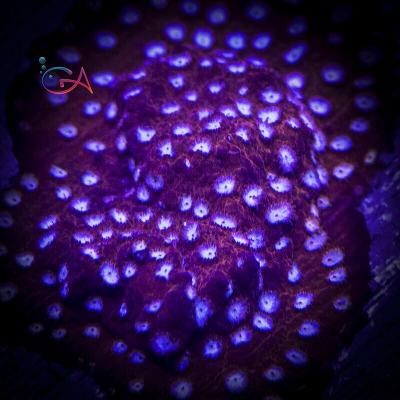 Coral - Frag - Cyphastrea - Fender Bender JF